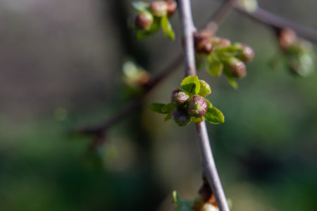 Small cherry buds on a tree branch. Spring has come to the garden.