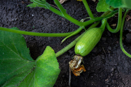A young zucchini on a bush in a vegetable garden among green foliage. Growing food.の写真素材