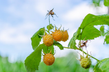 Ripe yellow raspberries on a branch in the garden.の写真素材