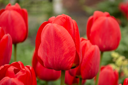 Red beautiful tulips in the garden close-up. Selective focus and shallow depth of field. spring summer background.の写真素材