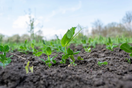 Young sprouts of a pea plant in a vegetable garden in spring close-up - selective focus. agriculture and agronomy. agriculture and gardening theme.の写真素材