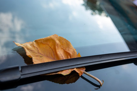 Autumn leaf on the windshield of a car with reflection in the waterの写真素材