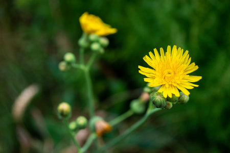 Yellow dandelion flower on green background, shallow depth of field. Sow thistle yellow