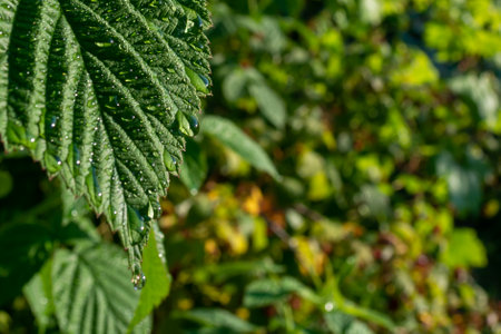 Water drops on the leaves of a raspberry bush. Selective focus. Place for copy space.