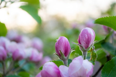 Beautiful magnolia flowers blooming in the garden on a spring dayの写真素材