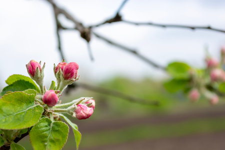Blossoming branch of apple tree in spring garden. Selective focus.の写真素材