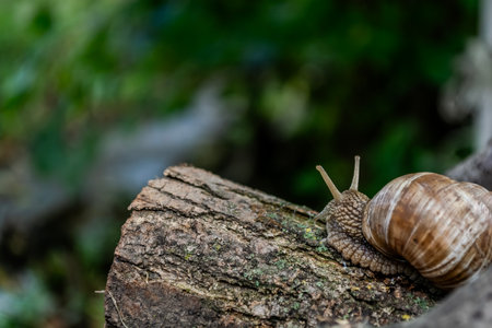 Snail crawling on a log in the forest. Snail in the nature.の写真素材