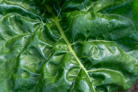 Green juicy fodder beet leaf close-up in a field. Natural background. Backdrop.