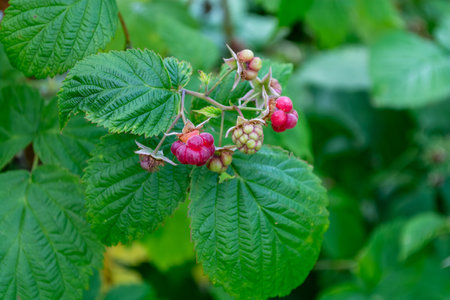 Wild raspberry bush in the forest with ripening small berries on a blurred background of green...