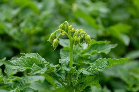 Blooming buds on a potato stalk growing in a field, close-up. Agriculture.の写真素材