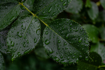 Green leaves of rose with drops of water after rain close-up. Dark background. Backdropの写真素材