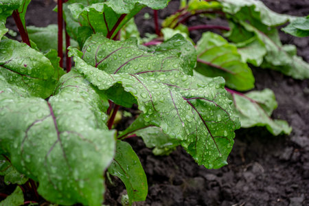 Red beet. Beetroot plant with dew drops on the leaves in the field. Growing future harvest....