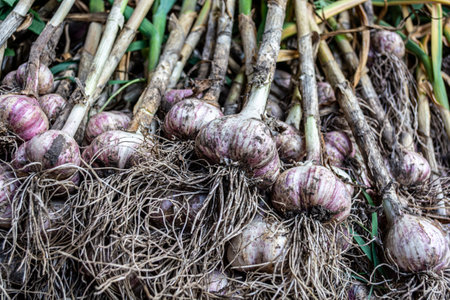 Organic garlic on the field. Selective focus. Harvesting. Close-up.の写真素材