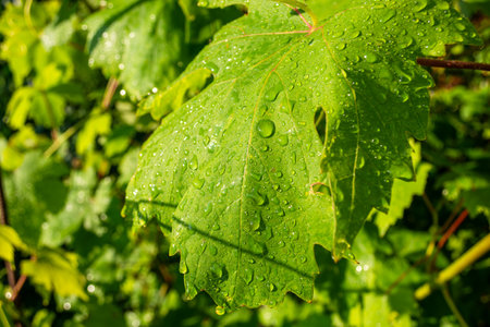 Green grape leaves with water drops after rain, close-up. Sunny morning.の写真素材