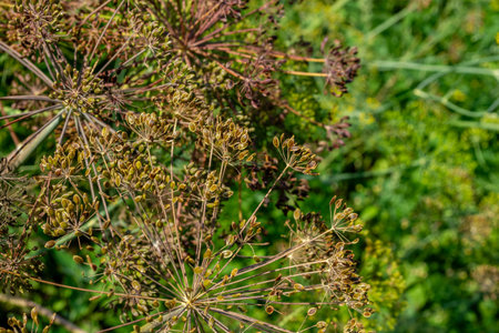 Close-up of ripening green brown dill seeds in a vegetable garden. Agriculture.の写真素材