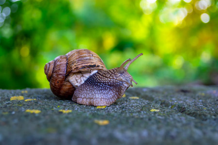 A large snail crawling on a concrete tile covered with moss in the garden, shallow depth of field....