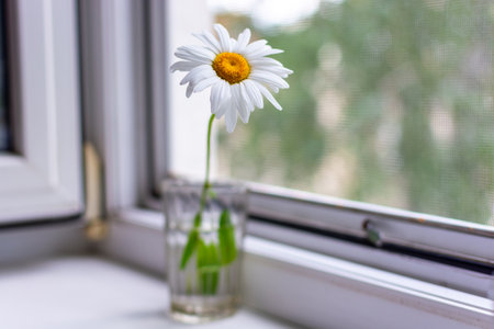 The photo depicts a white daisy in a glass of water on a windowsill near an open window. In the background, a street scene is visible through a mosquito net.の写真素材