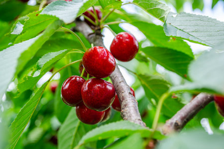 The photo depicts a branch of a cherry tree with a large number of ripe red cherries among green...