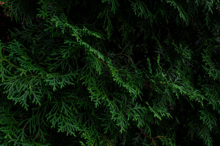 The photograph shows a close-up of a thuja tree and its dense green needles. The branches have a...