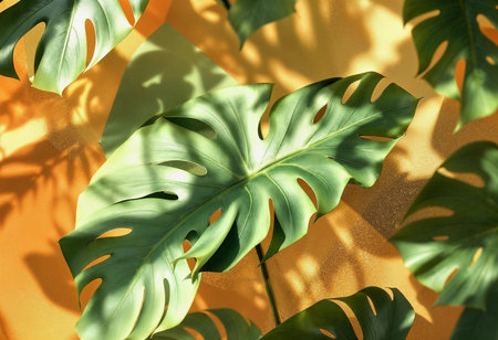 Monstera leaves with their distinct cuts and patterns create captivating shapes against a bold orange background, highlighting the interplay of light and shadow in an artistic display.の素材