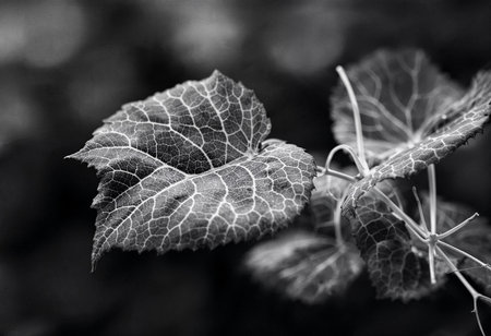 Delicate ivy leaves display a stunning network of veins under soft light, revealing nature's intricate design. The black and white contrast accentuates their elegant shapes and textures.の素材