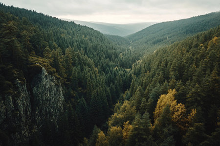 Expansive emerald trees stretch across the valley, their tops kissed by clouds, while autumn hues peek through. A breathtaking aerial view reveals nature's untouched beauty and tranquility.の素材