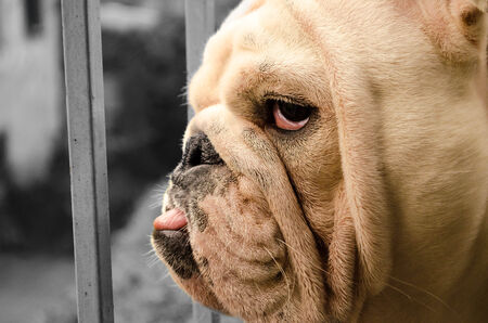 Cesare English Bulldogの写真素材
