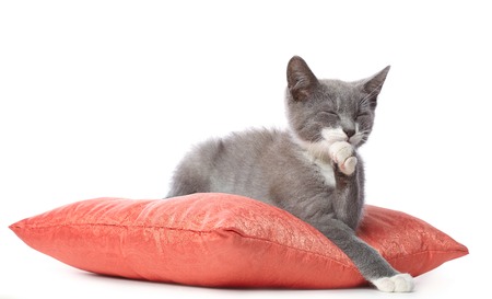 Kitten is laying on pillow. の写真素材