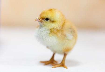 Photo of the small yellow chicken close-upの写真素材