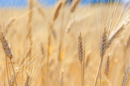 Ears of wheat in the field close-upの写真素材