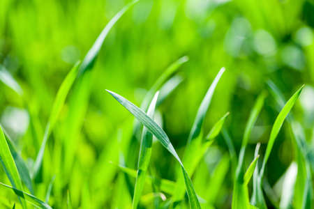 the bright green grass close-upの写真素材