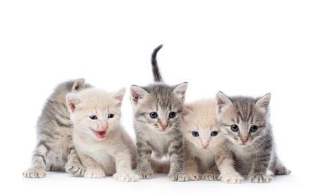 Group of five kittens. の写真素材
