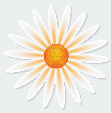Camomile flower on gray background. Vector illustrationのイラスト素材