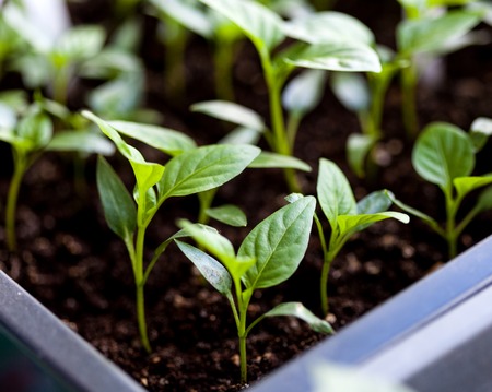 Young fresh seedling in plastic potsの写真素材