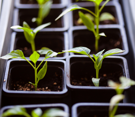 Young fresh seedling in plastic potsの写真素材
