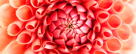Pink dahlia flower close-upの写真素材