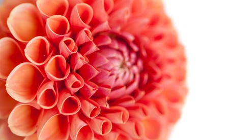 Pink dahlia flower close-upの写真素材