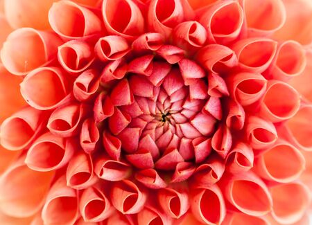 Pink dahlia flower close-upの写真素材