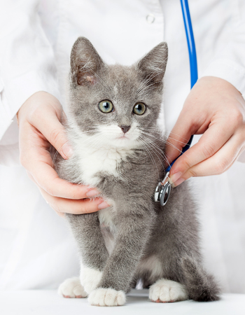 Vet with stethoscope and grey kittenの写真素材