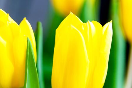 Spring background with beautiful yellow tulipsの写真素材