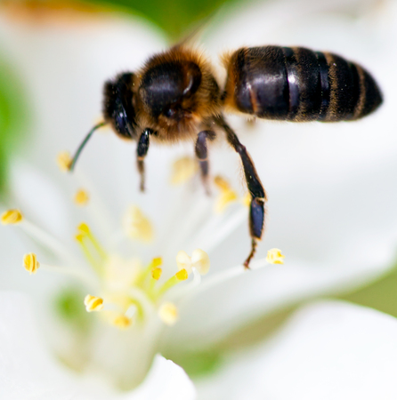 The bee sits on a flower of a bush blossoming apple-tree and pollinates him