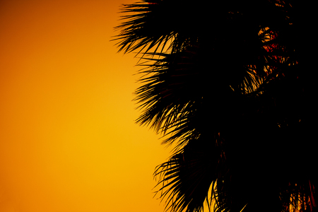 Silhouette of palm trees at sunrise or sunsetの写真素材