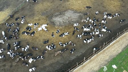Top view of a lot of cows on a farm in ra countrysideの写真素材