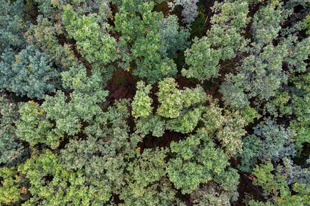 Aerial summer view from above of a forest.の写真素材