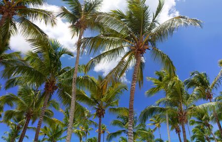 Branches of coconut palm trees and blue sky with cloudsの写真素材
