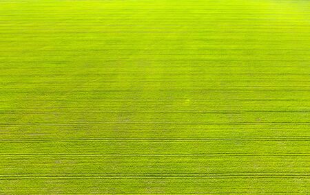Flight across the field with green wheat