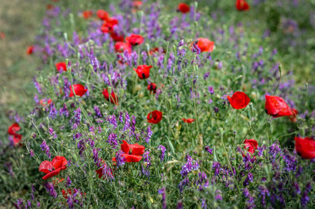 Isolated natural, magical and beautiful open wild grown field- Israelの写真素材