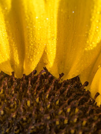 Isolated closeup macro of a blooming beautiful sunflower- Israelの写真素材