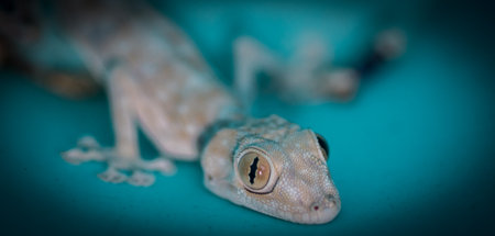 Isolated close up of a domestic beautiful gecko lizard- Israelの写真素材