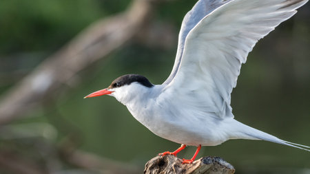 Close up isolated common tern seagull in the wild- Danube Delta Romania